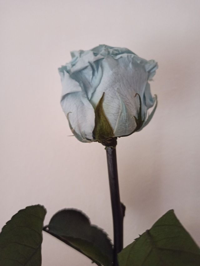 Rosa eterna azul, flor preservada