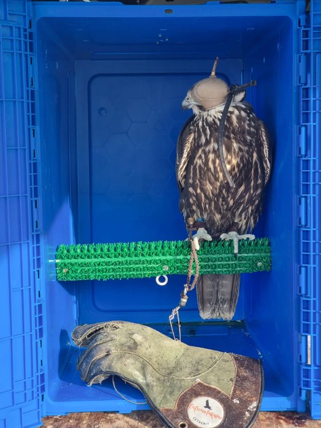 Trasportin cetreria rapaces ligero