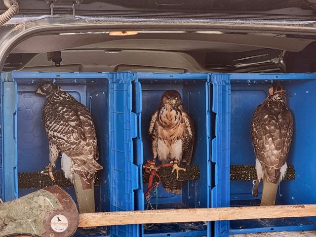 Trasportin cetreria rapaces ligero