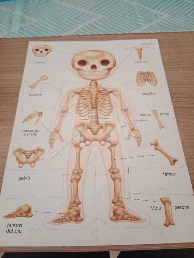 Puzzle Cuerpo humano.