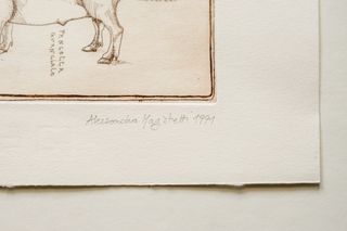 Stampa Incisione Anatomia della Mucca e Maiale