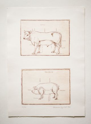 Stampa Incisione Anatomia della Mucca e Maiale