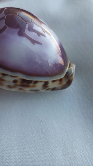 Concha com signo "touro"