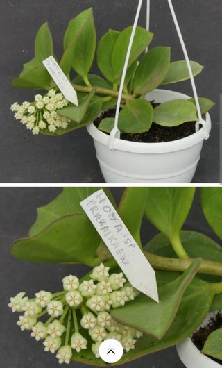 Hoya Pachyclada "rara" fiore bello 