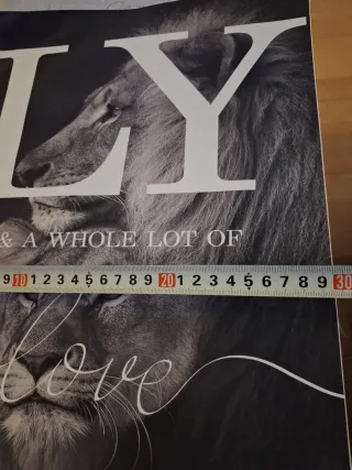 Conjunto 3 cuadros leones