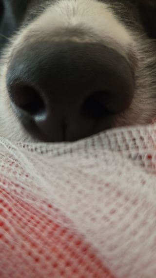 Dog sitter