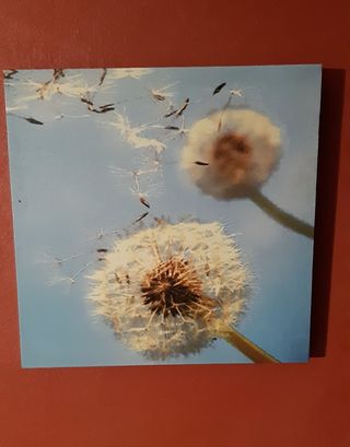 Quadretto natura riproduzione