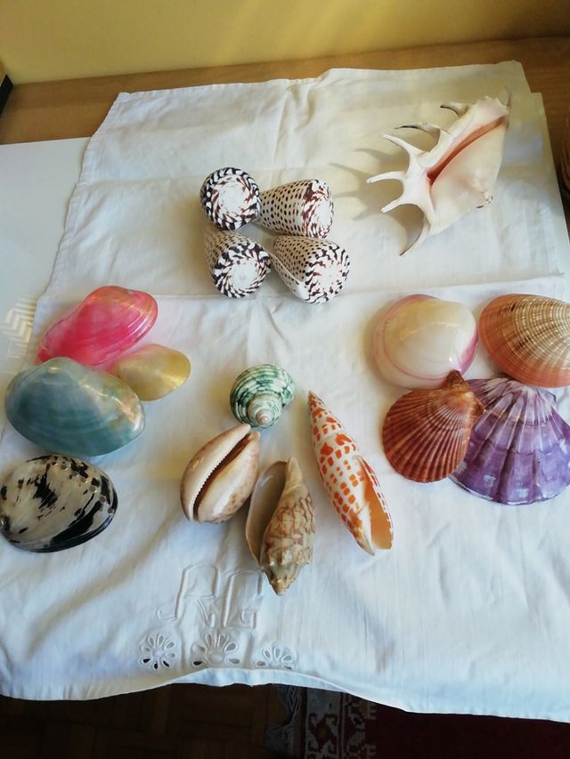 Caracolas de mar
