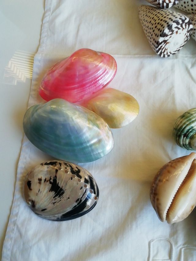 Caracolas de mar