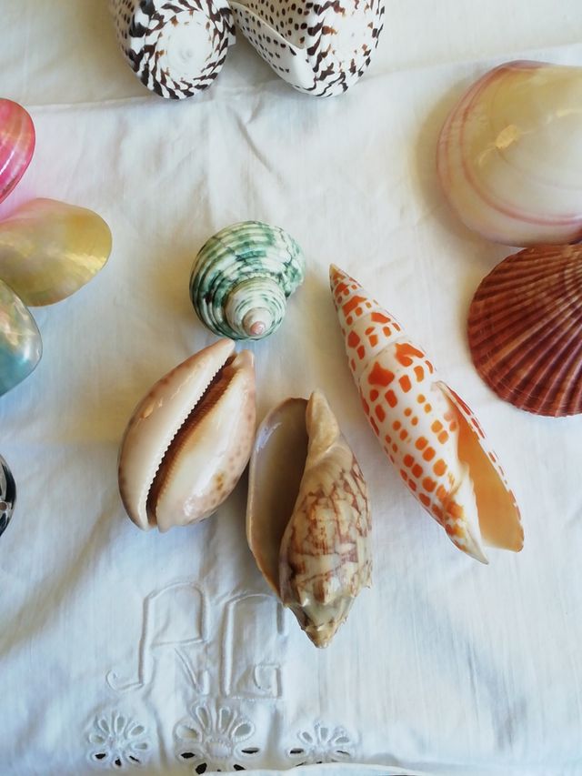 Caracolas de mar