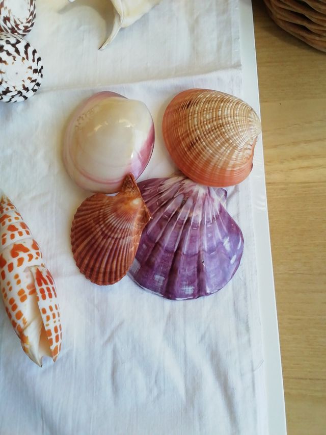 Caracolas de mar