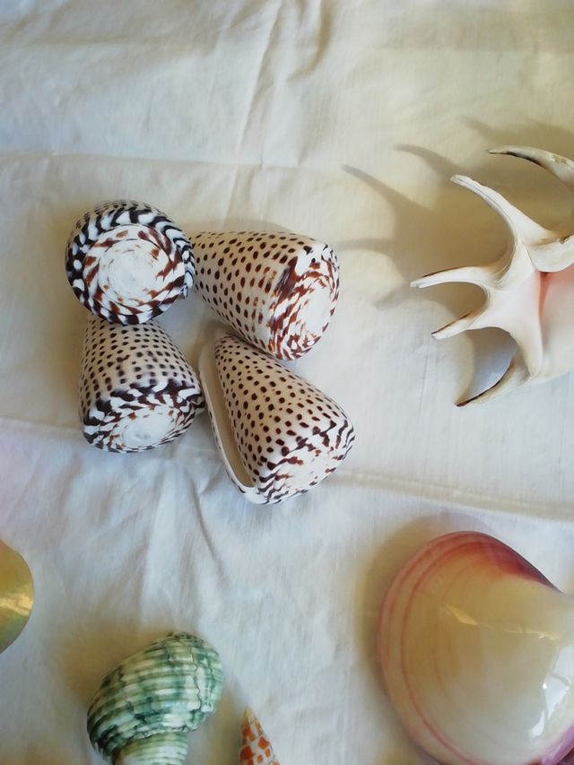 Caracolas de mar