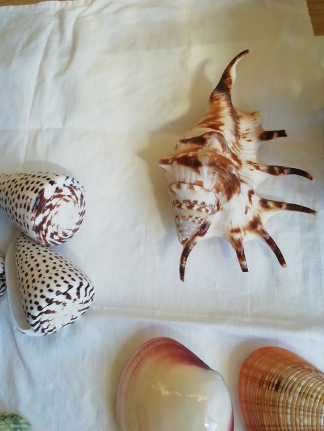Caracolas de mar