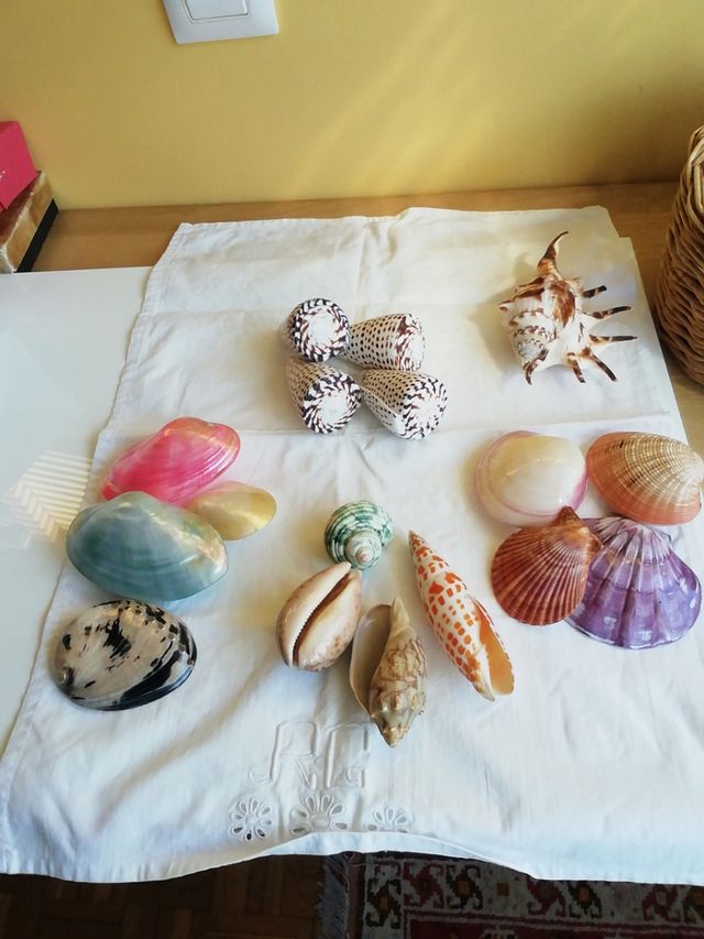 Caracolas de mar