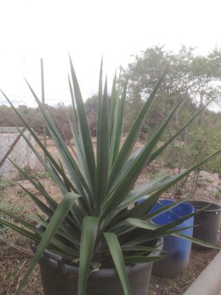 Planta jardín de hojas largas (yuca)