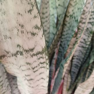 Plantas grandes Sansevieria