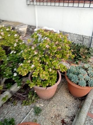 Plantas crasulas desde 15€ según tamaño