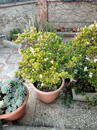 Plantas crasulas en plena floración