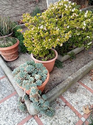 Plantas crasulas en plena floración