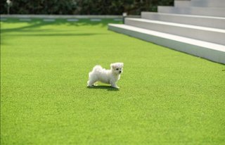 Césped artificial y servicios de jardinería