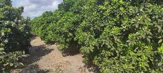 Campo de naranjos