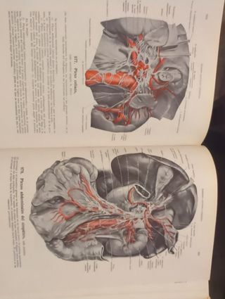 Atlas De Anatomia Humana 1+2+3