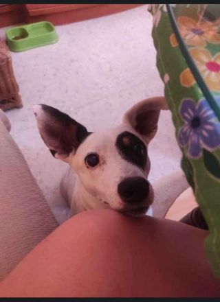 Cuidados y paseo de mascotas