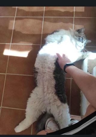 Cuidados y paseo de mascotas