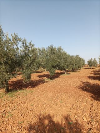 OLIVAR REGADÍO CON CASA.