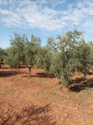 OLIVAR REGADÍO CON CASA.