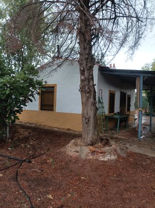 OLIVAR REGADÍO CON CASA.