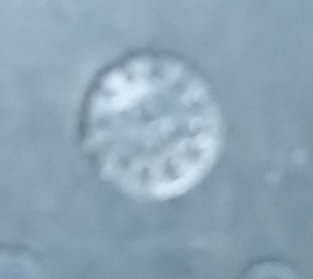 Lote bases bisagras cazoleta