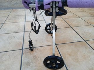 Silla de ruedas para perros 