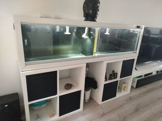 Terrario, canario,camaleón,erizo,iguana, hamster,