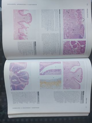 Wheater's. Histología Funcional + CD-ROM en inglés: Texto y atlas en color (Spanish Edition)