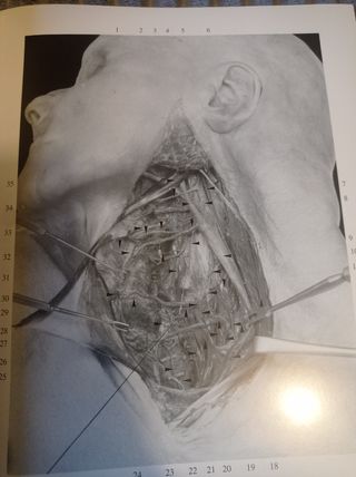 Atlas fotográfico de Anatomía Práctica