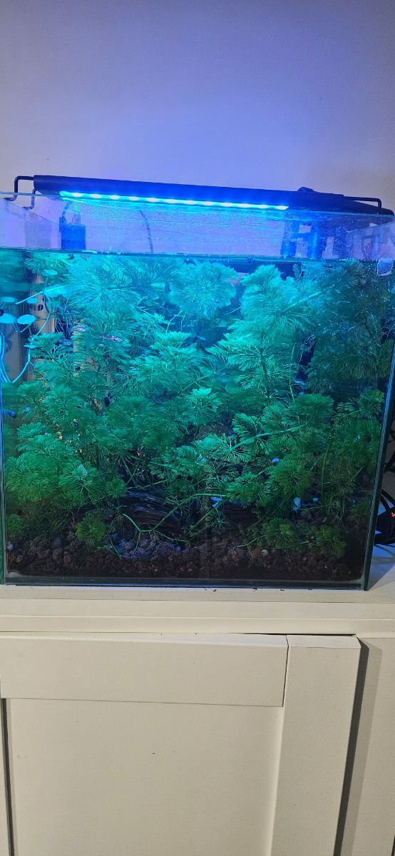 Acuario diseño Cube