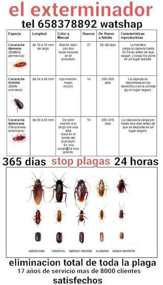 ratas y ratones control total todo tipo de plagas