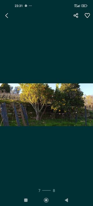 Vendo vinhas e pomar com oferta de casa