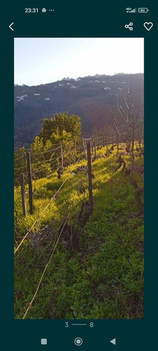 Vendo vinhas e pomar com oferta de casa