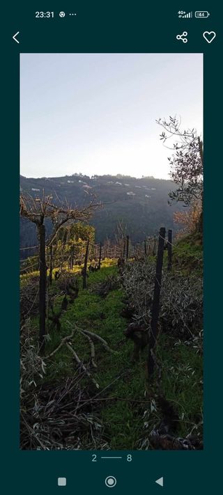 Vendo vinhas e pomar com oferta de casa