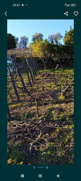 Vendo vinhas e pomar com oferta de casa