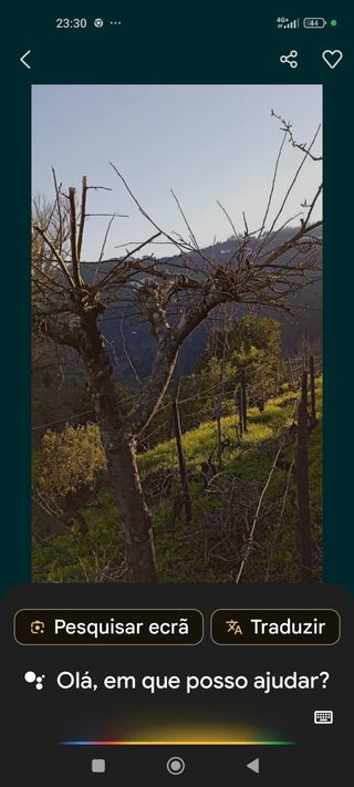 Vendo vinhas e pomar com oferta de casa