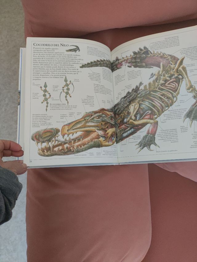 EL INTERIOR DE LA BALLENA Y OTROS AN