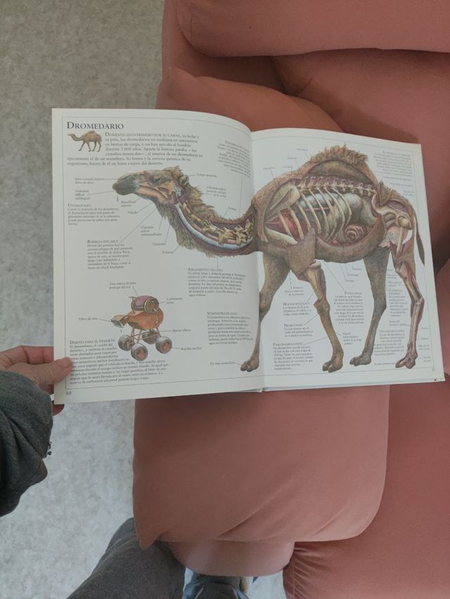 EL INTERIOR DE LA BALLENA Y OTROS AN