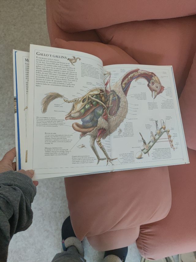 EL INTERIOR DE LA BALLENA Y OTROS AN