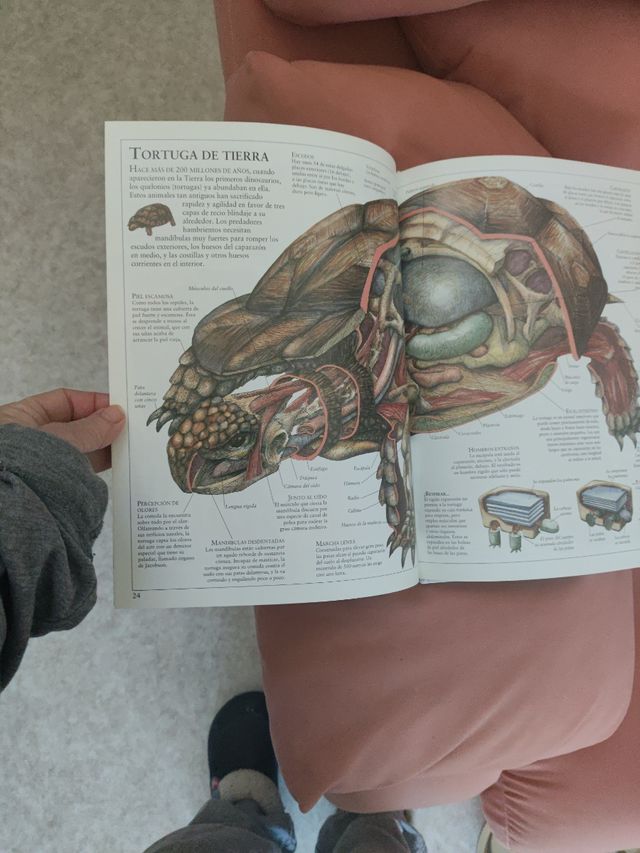 EL INTERIOR DE LA BALLENA Y OTROS AN