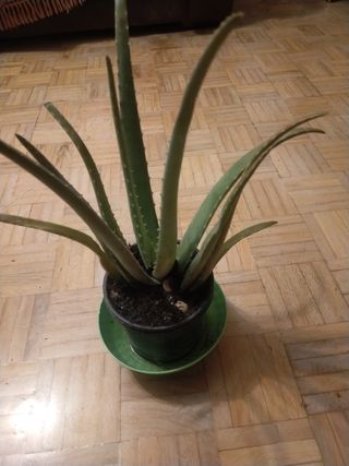 Planta Alovera de muchos tamaños con macetas
