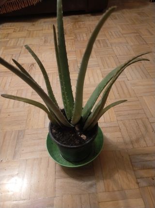 Planta Alovera de muchos tamaños con macetas