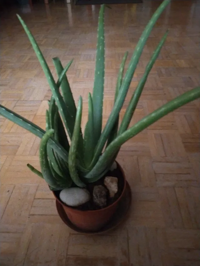 Planta Alovera de muchos tamaños con macetas